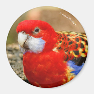 Imã Um Rosella oriental insolente no furo molhando