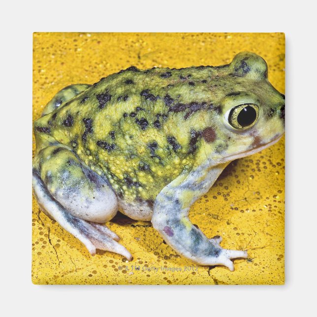 Imã Um sapo de spadefoot (Frente)