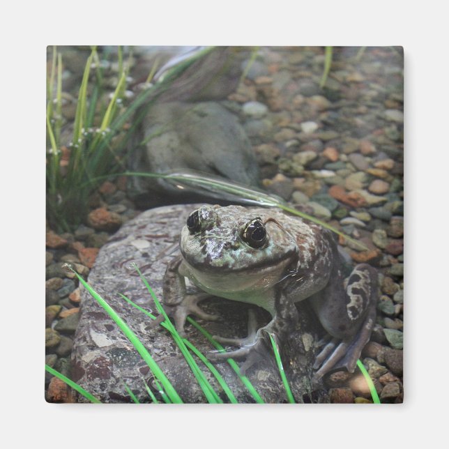 Imã Um sapo feliz (Frente)