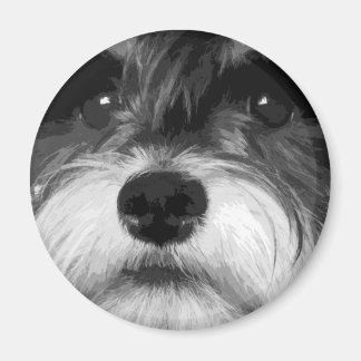 Imã Um Schnauzer Miniatura Preta e Branca
