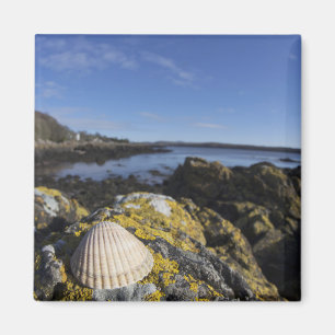 Imã Um Seashell senta-se em uma rocha   Dumfries,
