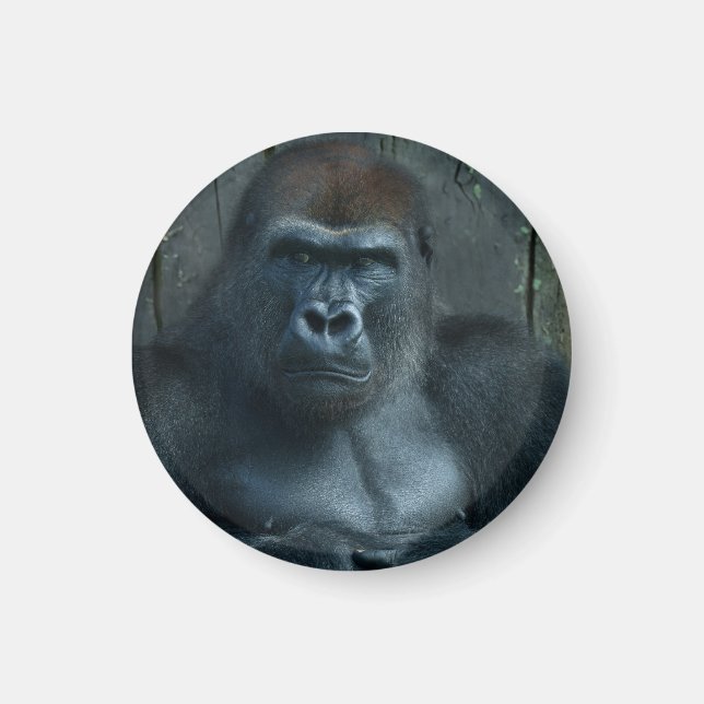 Imã Um Silverback no Fazer (Frente)