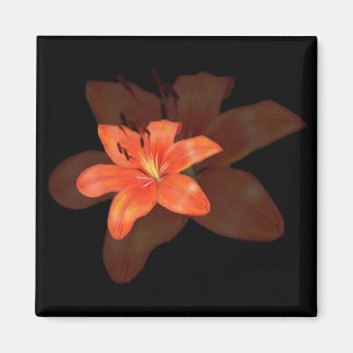 Imã Um Solitário Lily Magnet