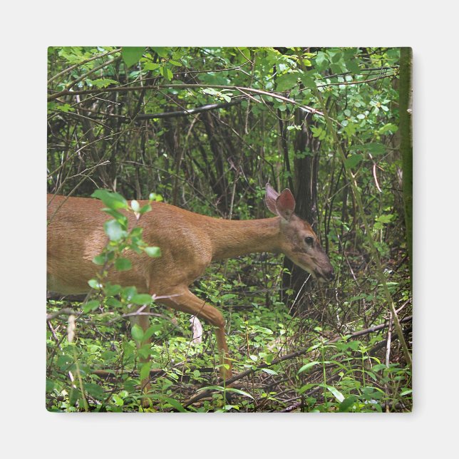 Imã Um Stroll através das madeiras (Frente)