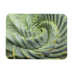 Ímã Um Succulent verde & branco