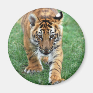Imã Um tigre de bebê bonito