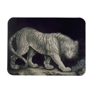 Ímã Um tigre Prowling (lápis no papel)