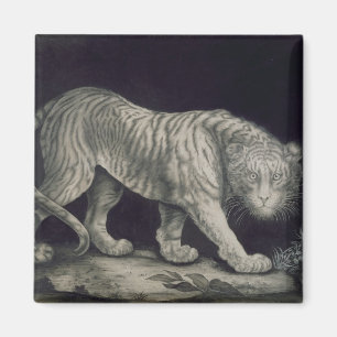 Imã Um tigre Prowling (lápis no papel)