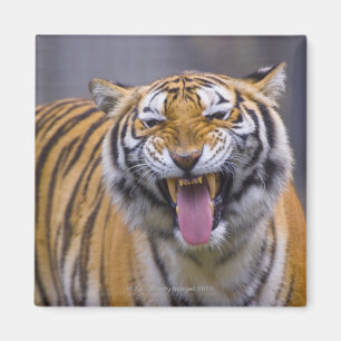 Imã Um tigre rujir, jardim zoológico de Formosa,