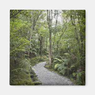 Imã Um trajeto através de uma floresta tropical na