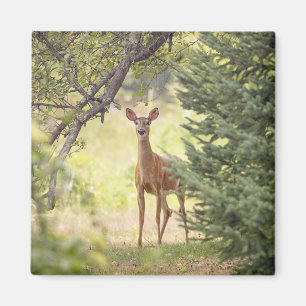 Imã Um Veado Solitário