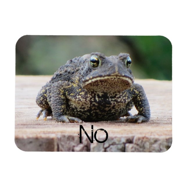 Ímã Um velho sapo rabugento num toco (Horizontal)