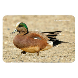 Ímã Um Wigeon americano na praia