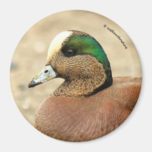 Imã Um Wigeon americano na praia
