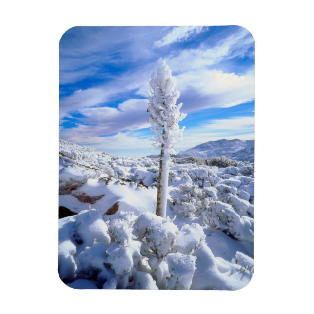 Ímã Um yucca coberto de neve (Vertical)