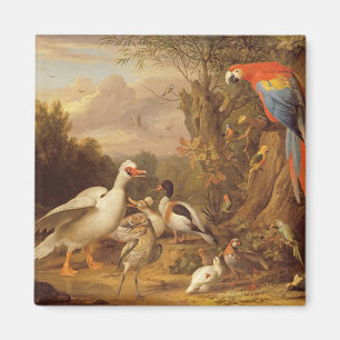 Imã Uma arara, patos, papagaios e outras aves em terra