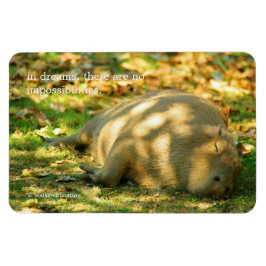 Ímã Uma bela Capybara sonha no sol de verão