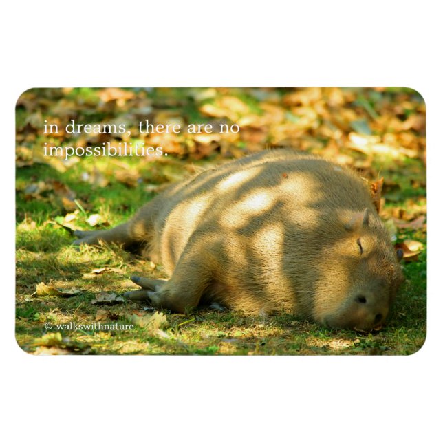 Ímã Uma bela Capybara sonha no sol de verão (Horizontal)