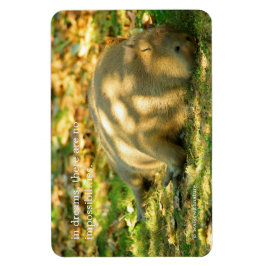 Ímã Uma bela Capybara sonha no sol de verão