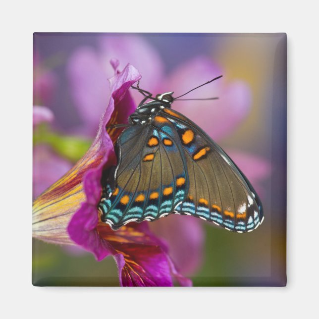 Imã Uma borboleta (Frente)