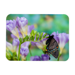 Ímã Uma Borboleta Monarca Danaus Plexippus