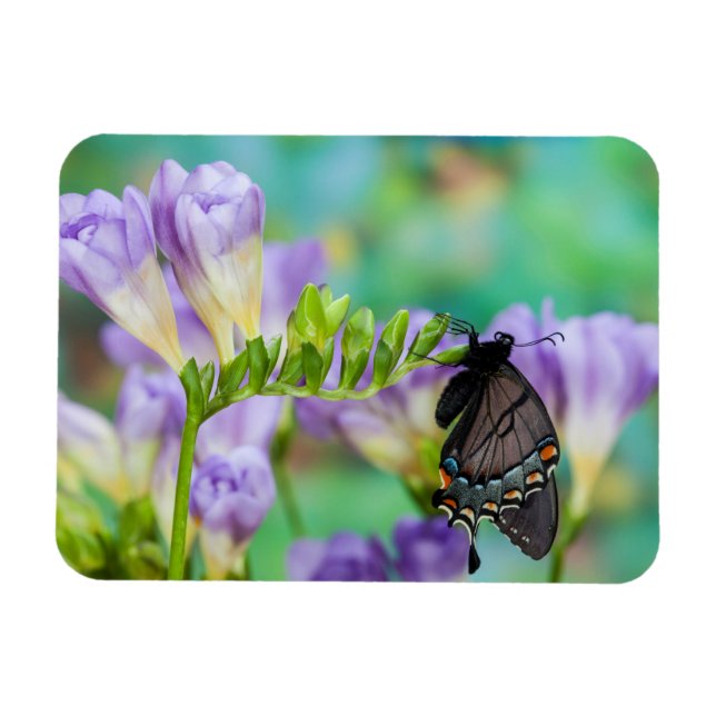 Ímã Uma Borboleta Monarca | Danaus Plexippus (Horizontal)