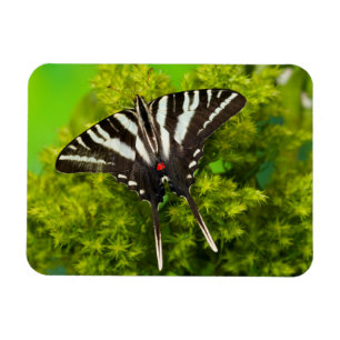 Ímã Uma Borboleta Rabo de Andorinha Norte-Americana