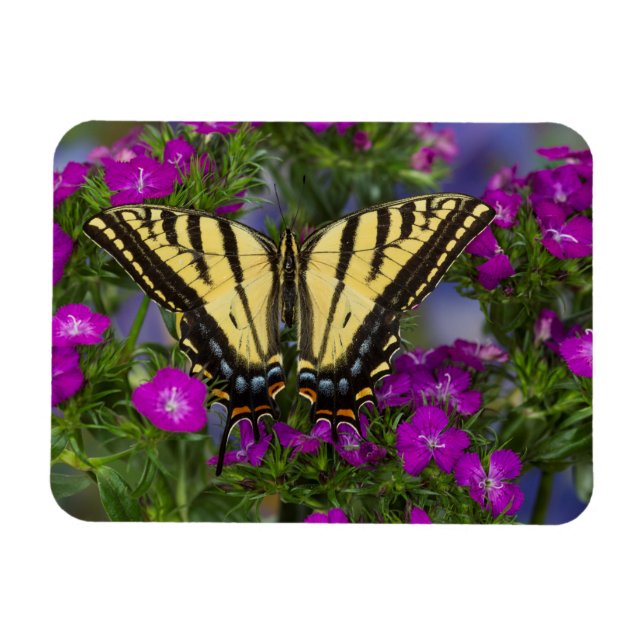 Ímã Uma Borboleta Viceroy em Flores Rosa Escuro (Horizontal)