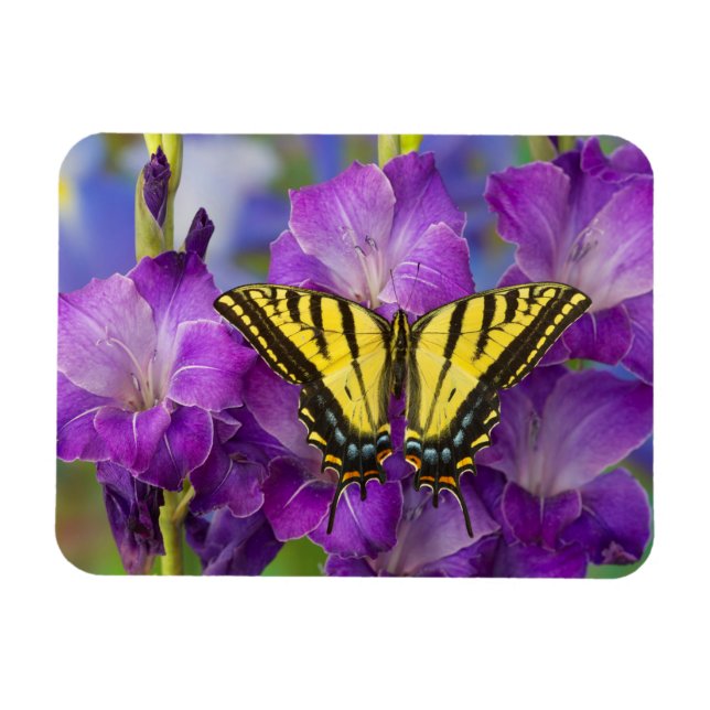 Ímã Uma Borboleta Viceroy em Gladíolos Roxos (Horizontal)