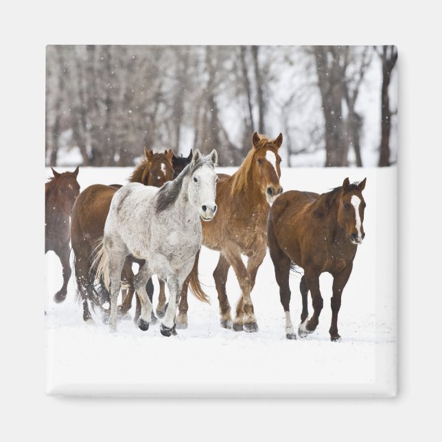 Imã Uma cena de inverno de corrida (Frente)