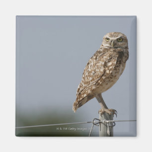 Imã Uma coruja burrowing que senta-se em um cargo da