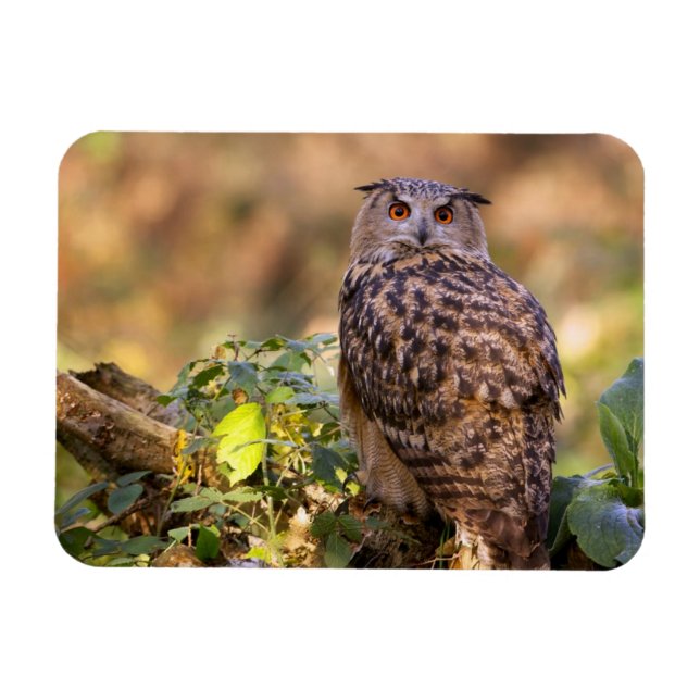 Ímã Uma Coruja de Águia (Horizontal)