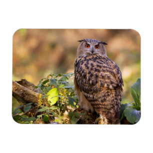 Ímã Uma coruja de Eagle