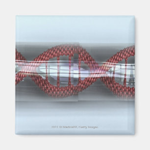 Imã Uma costa do ADN em uma cápsula