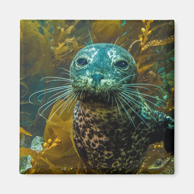 Imã Uma Curiosa Floresta de Seal Kelp Do Porto | Papai (Frente)