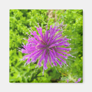Imã Uma dica do ímã "Fuschia Burst" Z