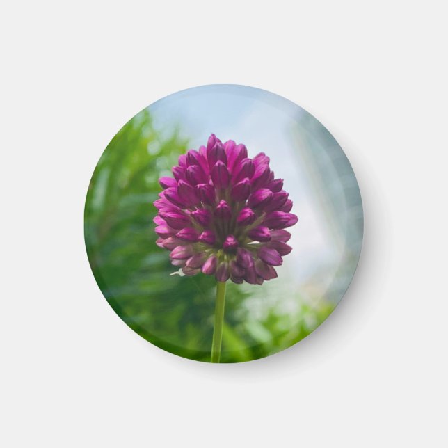 Imã Uma dica do ímã Z "Rosa Escuro" (Frente)