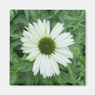Imã Uma dica do ímã Z "White and Green Daisy"
