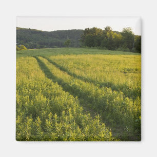 Imã Uma estrada de fazenda em Sabins Pasture em Montpe
