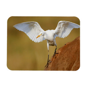 Ímã Uma Garça-Boieira (Bubulcus Ibis) Desce
