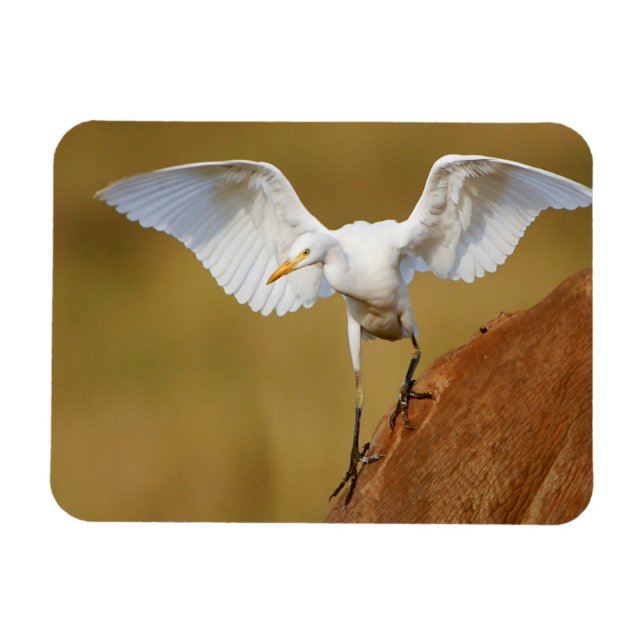 Ímã Uma Garça-Boieira (Bubulcus Ibis) Desce (Horizontal)
