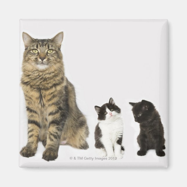 Imã Uma mãe com seus quatro gatinhos todos sentados (Frente)