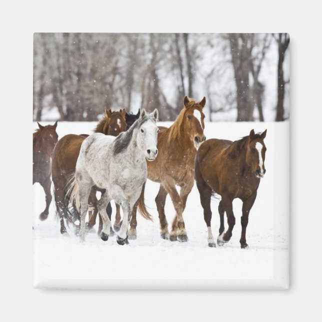 Imã Uma paisagem de inverno de cavalos correndo (Frente)