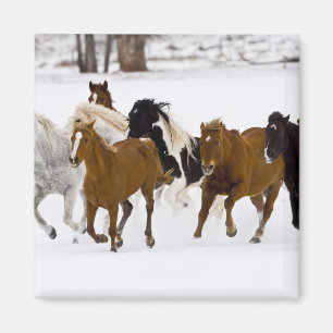 Imã Uma paisagem de inverno de cavalos correndo