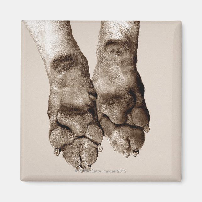 Imã Uma patas para cães (Frente)