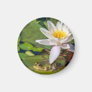 Imã Uma rã sob uma flor de nenúfar