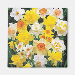 Imã Uma respiração de Primavera Daffodils Frigorífi