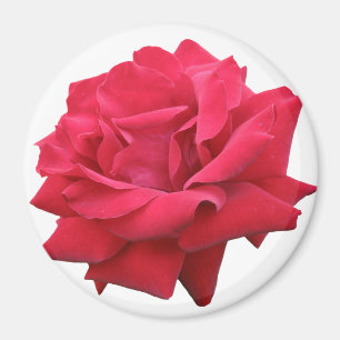 Imã Uma rosa vermelha clássica