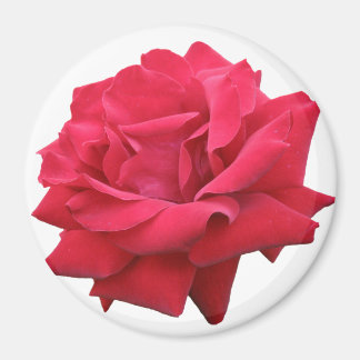 Imã Uma Rosa vermelha clássica