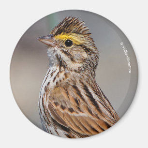 Imã Uma Sparrow Savannah inquisitiva